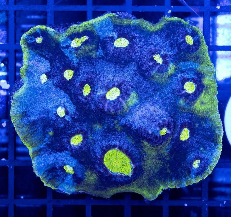 QLD Swamp Green Chalice