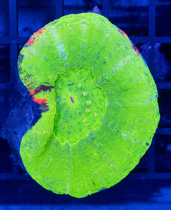 QLD Green Apple Scoly