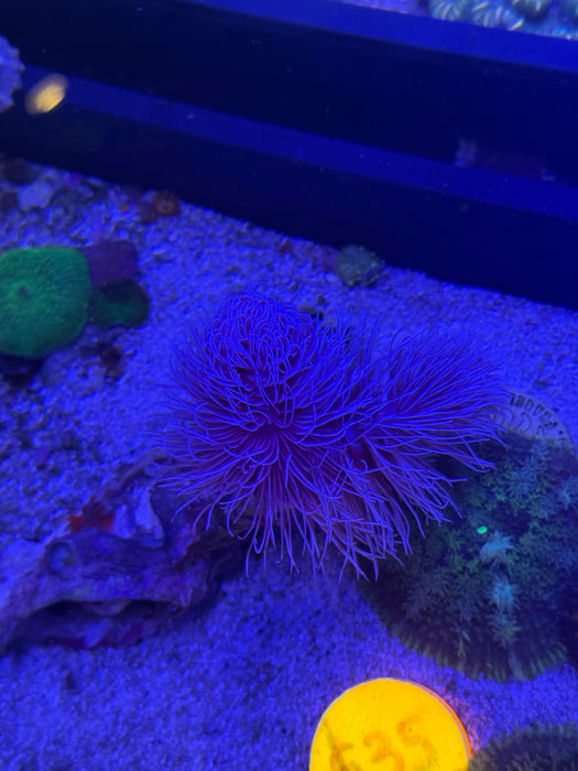 Feather Duster Worms