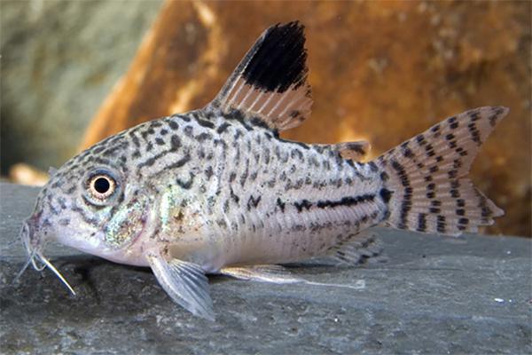 Leopard Cory