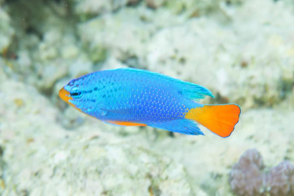 Orange Tail Blue Damsel Male
