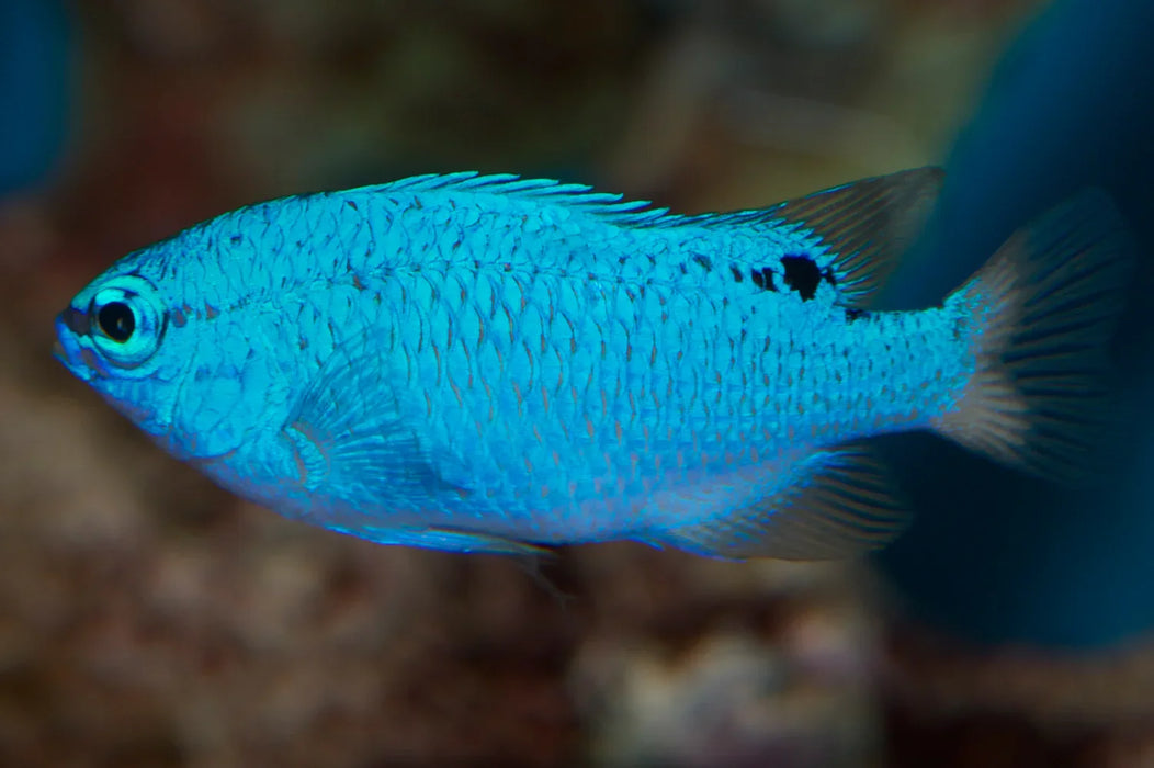 Orange Tail Blue Damsel Female