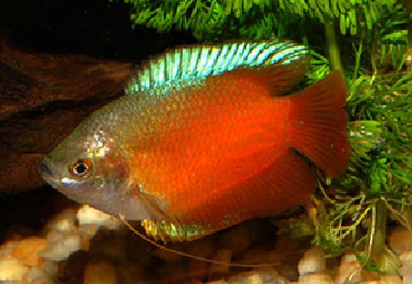 Flame Dwarf Gourami Male