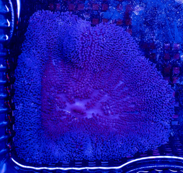 Blue Carpet Anemone (Rare)