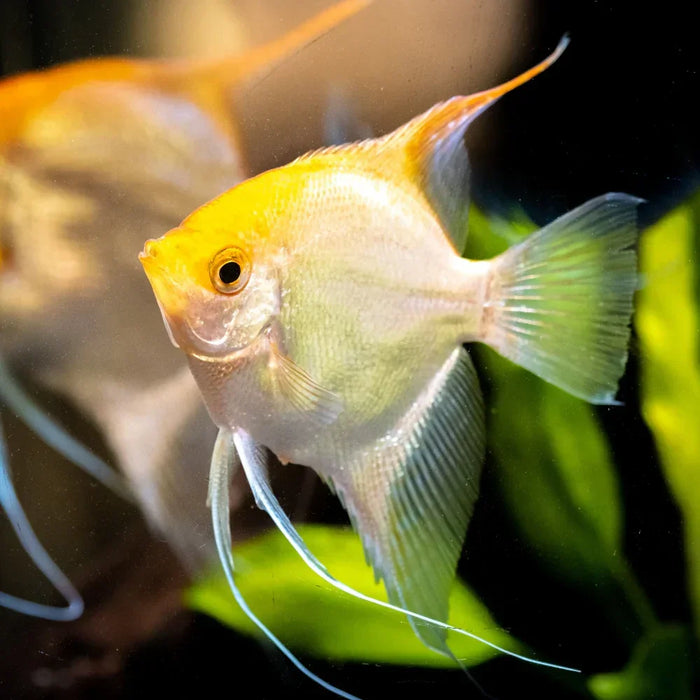 Golden Angelfish