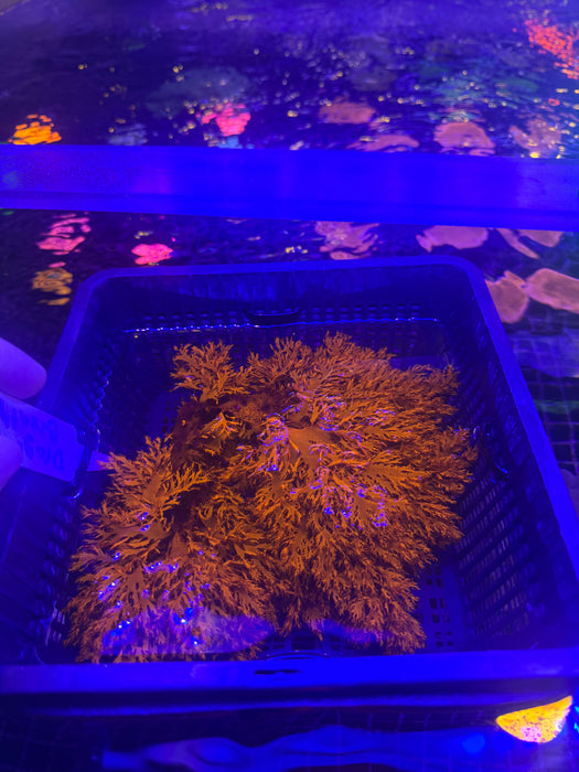 Ultra Dragons Breath