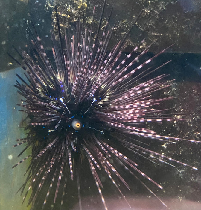 Long spined sea urchin