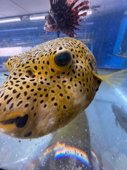 Golden Starry Puffer (Medium)