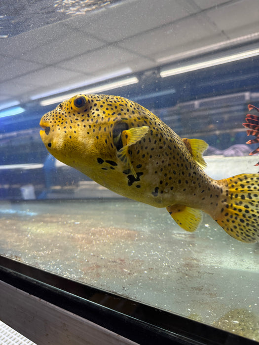 Golden Starry Puffer (Medium)