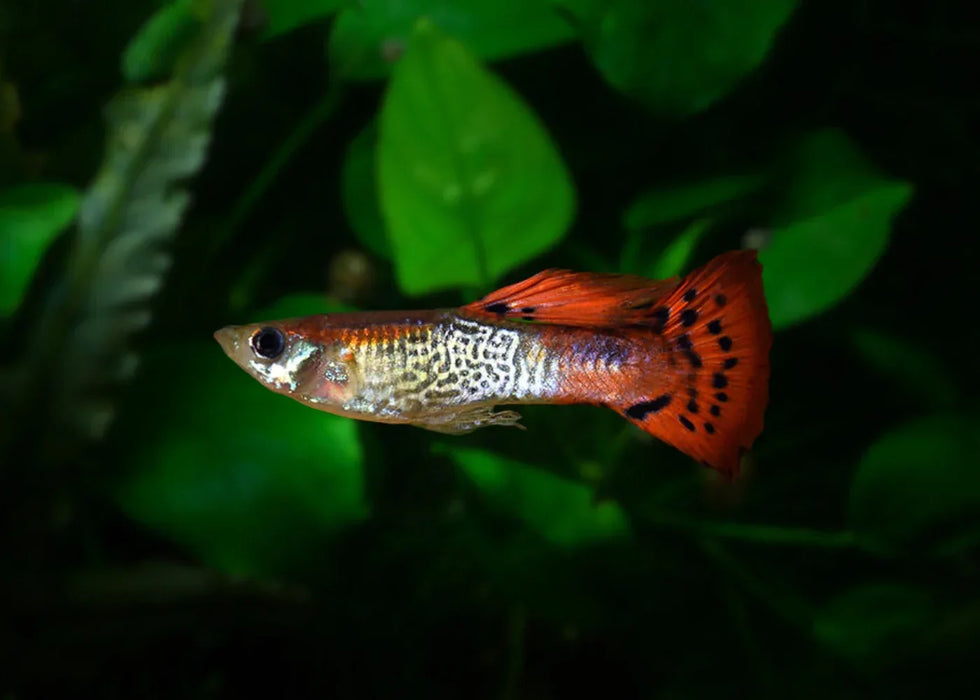 Male Red Cobra Guppy