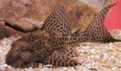 Plecostomus
