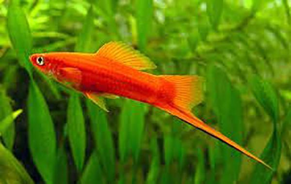 Assorted Swordtail