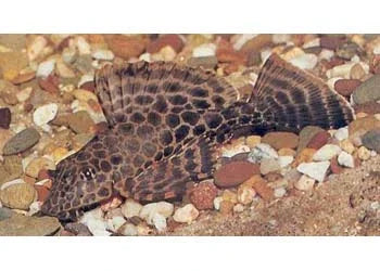 Sailfin Plecostomus