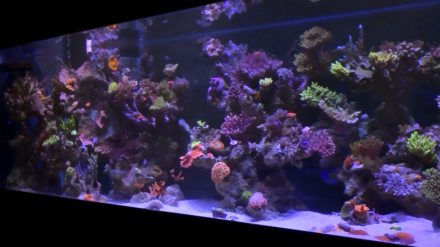 Immerse Yourself in Aquatic Artistry