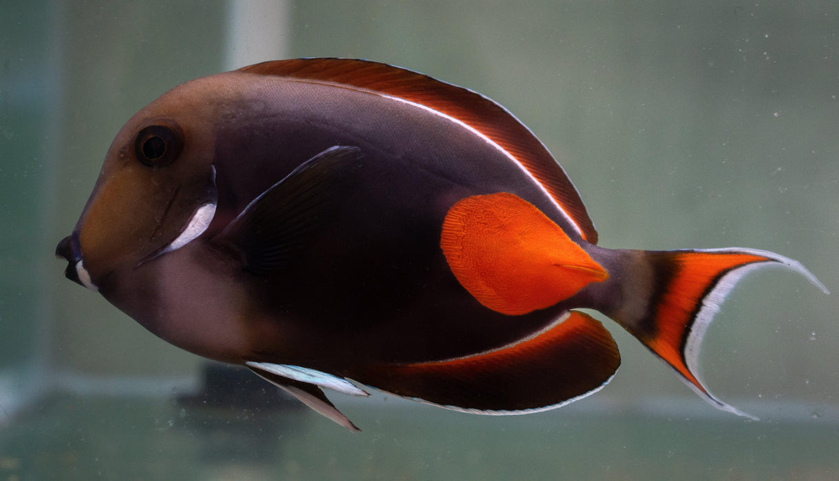 Achilles Tang - Ocean Reefs Marine Aquariums