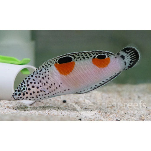 African Clown wrasse - Ocean Reefs Marine Aquariums