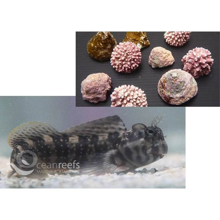 Algae Grazer Pack - Ocean Reefs Marine Aquariums