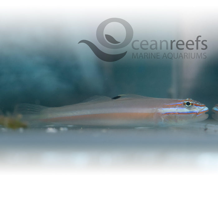 Allen's Sandsifter - Ocean Reefs Marine Aquariums