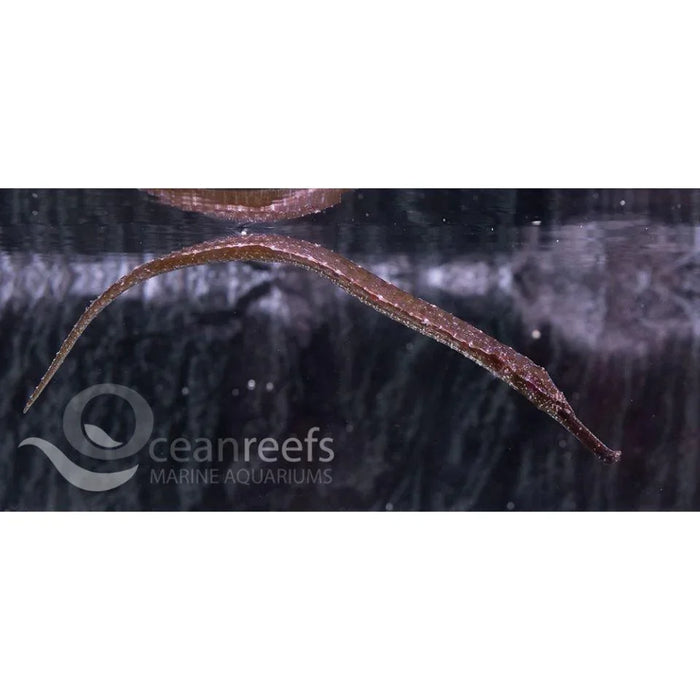 Alligator Pipefish - Ocean Reefs Marine Aquariums