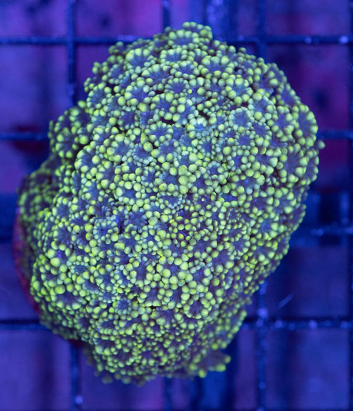 Alveopora - Ocean Reefs Marine Aquariums