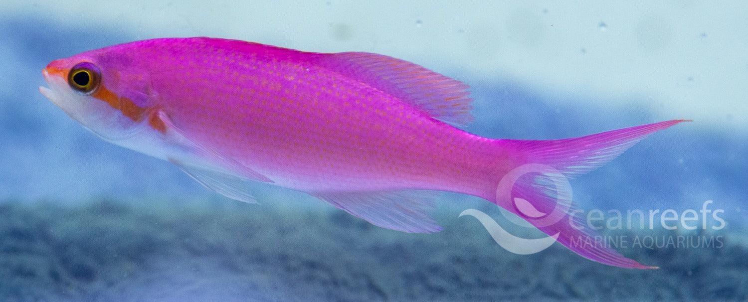 Amethyst Anthia - Ocean Reefs Marine Aquariums