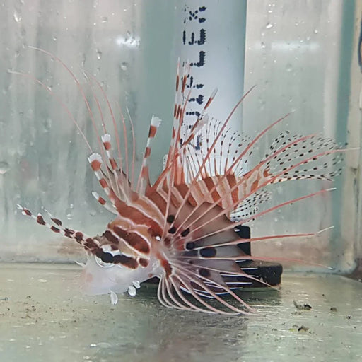 Antennata Lionfish - Ocean Reefs Marine Aquariums