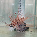 Antennata Lionfish - Ocean Reefs Marine Aquariums