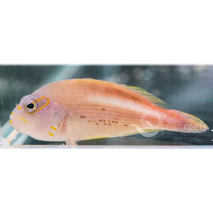Arc Eye Hawkfish - Ocean Reefs Marine Aquariums