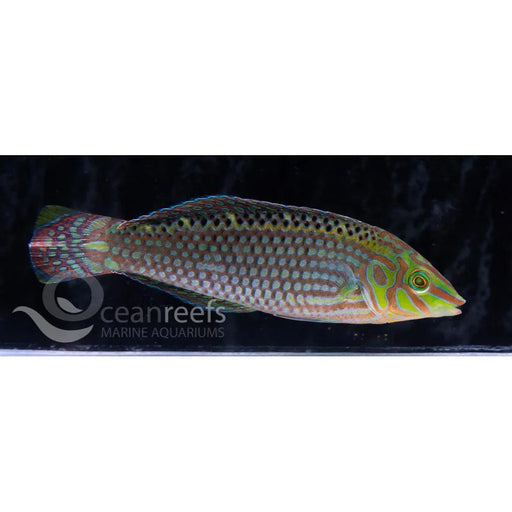 Argus Wrasse - Ocean Reefs Marine Aquariums