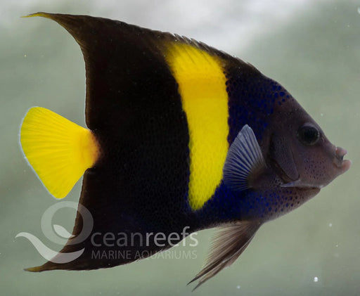 Asfur Angelfish - Ocean Reefs Marine Aquariums