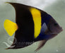 Asfur Angelfish - Ocean Reefs Marine Aquariums