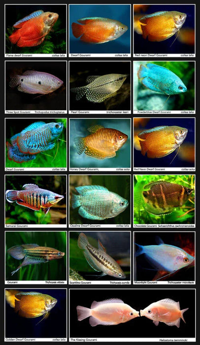 Assorted Dwarf Gourami