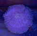 Aurora Anemone - Ocean Reefs Marine Aquariums