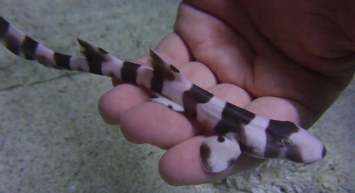 Bamboo Catshark - Ocean Reefs Marine Aquariums