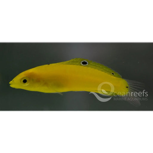 Banana wrasse - Ocean Reefs Marine Aquariums
