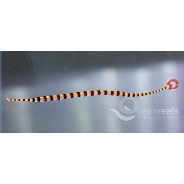 Banded Pipefish - Ocean Reefs Marine Aquariums