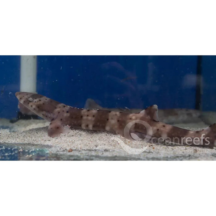 Banded sand catshark - Ocean Reefs Marine Aquariums