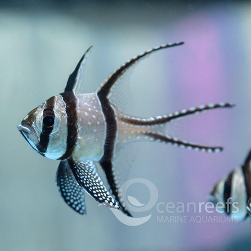 Bangaii Cardinals - Ocean Reefs Marine Aquariums