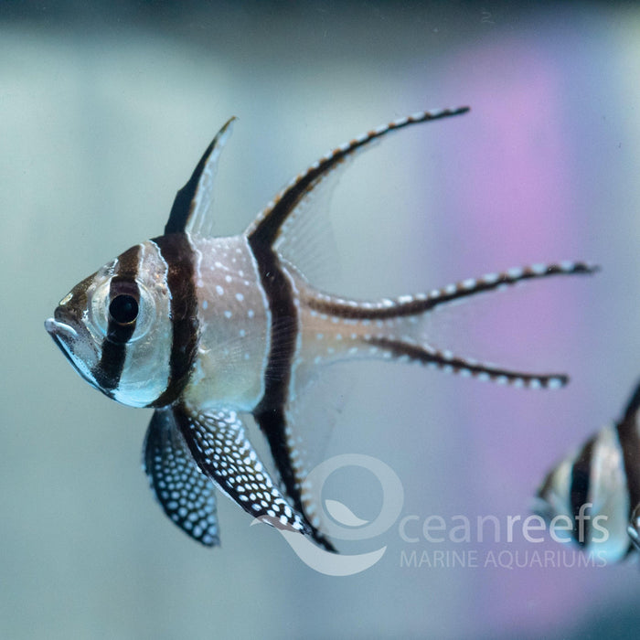 Bangaii Cardinals - Ocean Reefs Marine Aquariums
