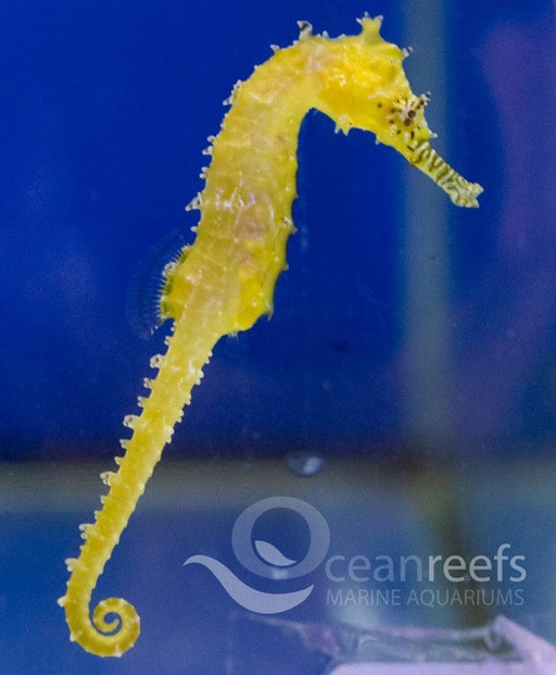 Barbouri Seahorse - Ocean Reefs Marine Aquariums