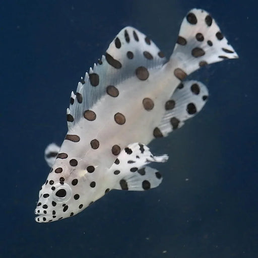 Barramundi Cod - Ocean Reefs Marine Aquariums