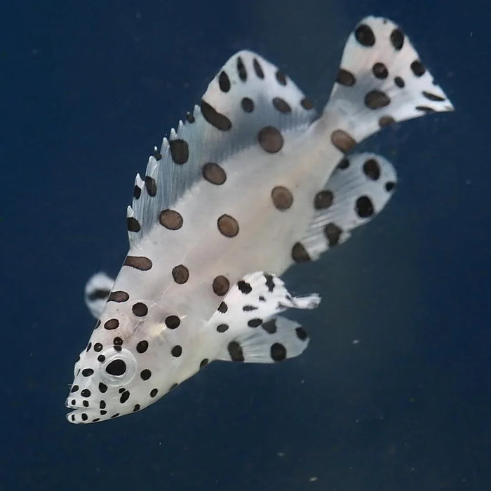 Barramundi Cod - Ocean Reefs Marine Aquariums