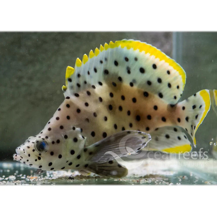 Barramundi Cod - Ocean Reefs Marine Aquariums