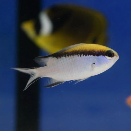 Barrier Reef Chromis - Ocean Reefs Marine Aquariums