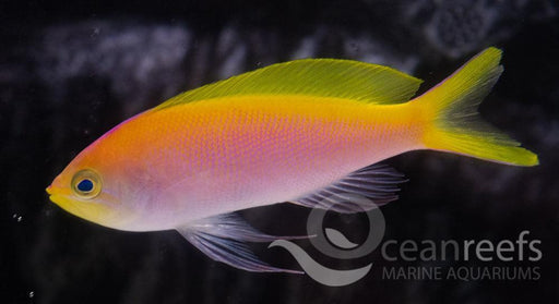 Bartlett Anthia - Ocean Reefs Marine Aquariums