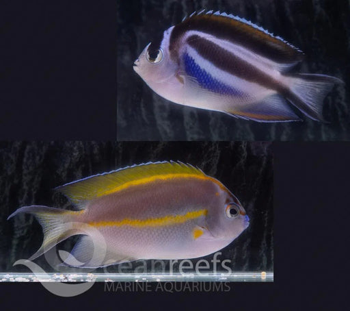 Bellus Angelfish Pair - Ocean Reefs Marine Aquariums