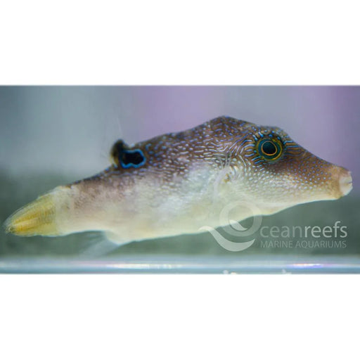 Bennetts Puffer - Ocean Reefs Marine Aquariums