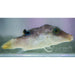 Bennetts Puffer - Ocean Reefs Marine Aquariums