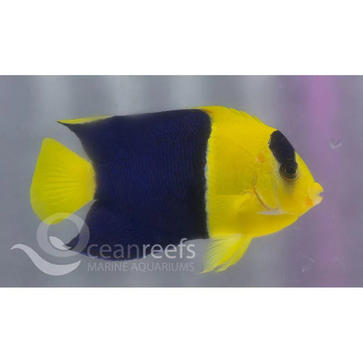 Bicolour Angelfish - Ocean Reefs Marine Aquariums