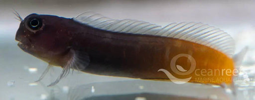 Bicolour Blenny - Ocean Reefs Marine Aquariums